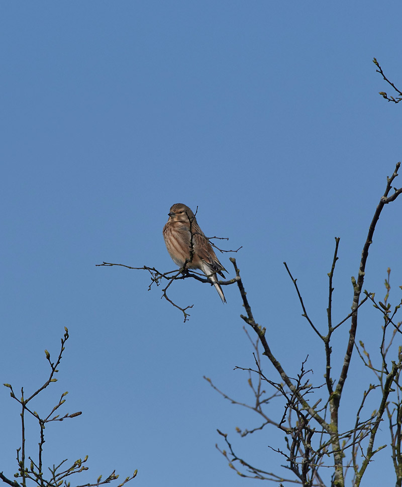 Linnet0404171