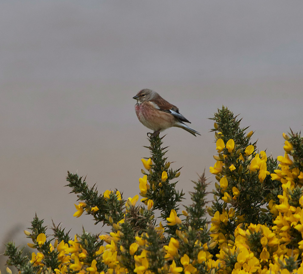 Linnet1904172