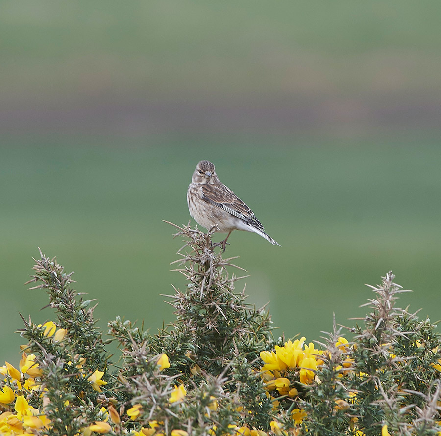 Linnet1904173