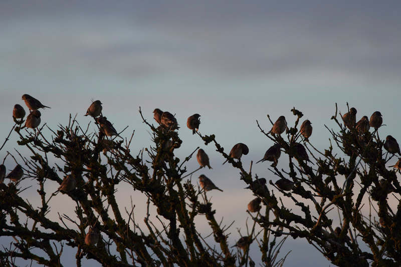 Linnets1601171