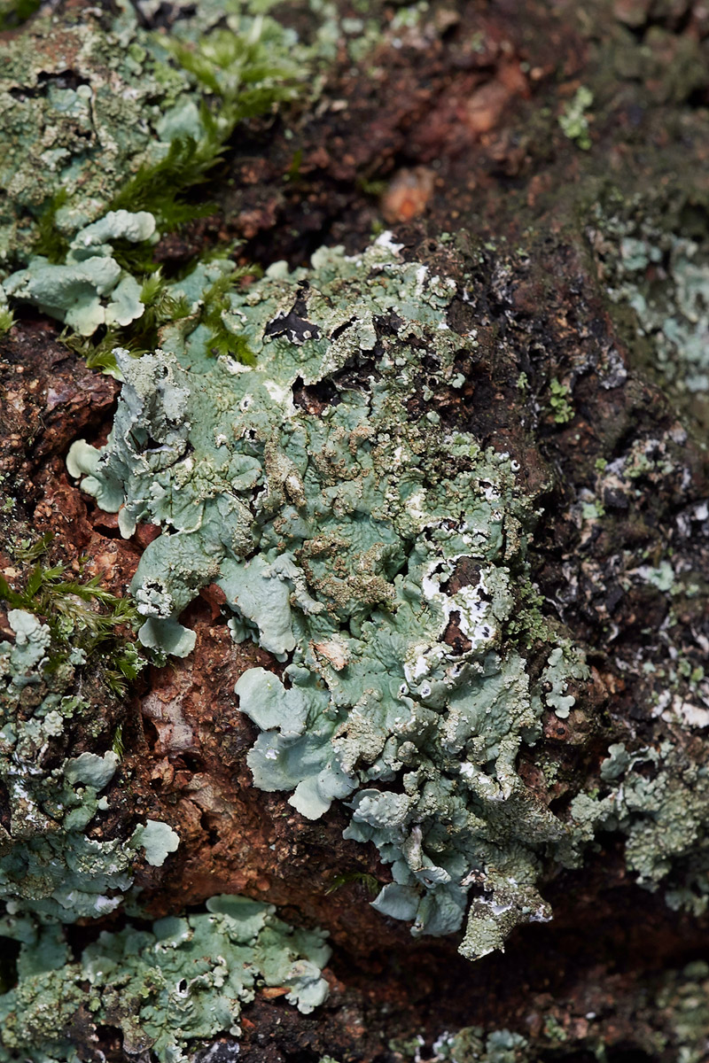 Liverwort0503171