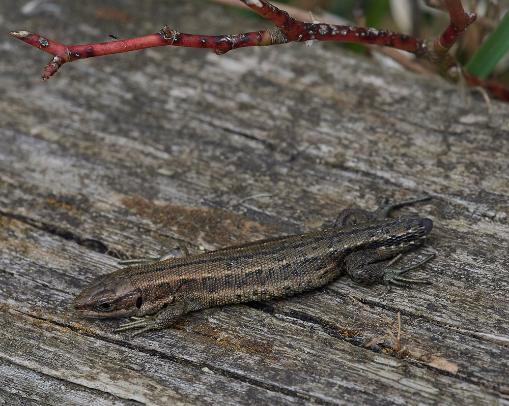 Lizard0504172