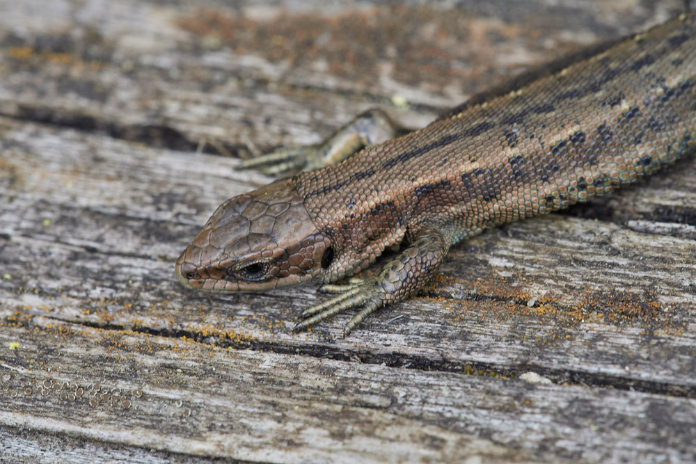 Lizard0504173