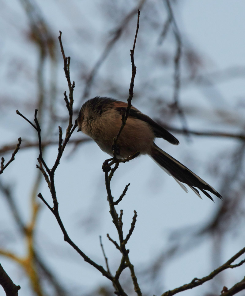 LongTailedTit0502171