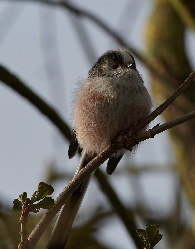 LongTailedTit2802171