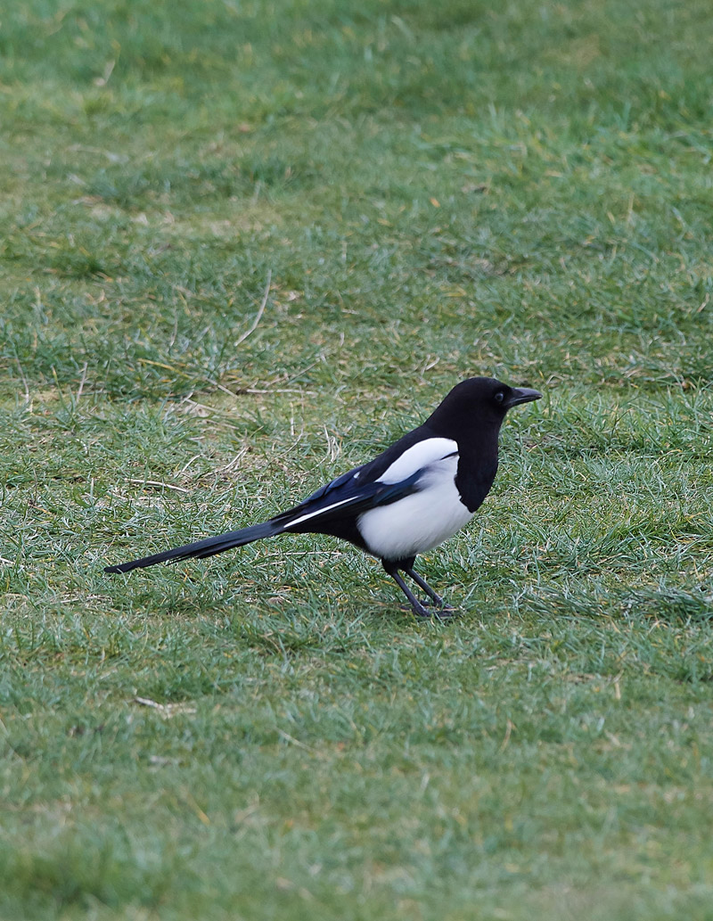 Magpie0803161