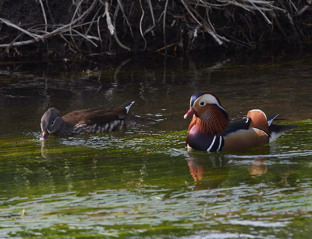 Mandarin2803174