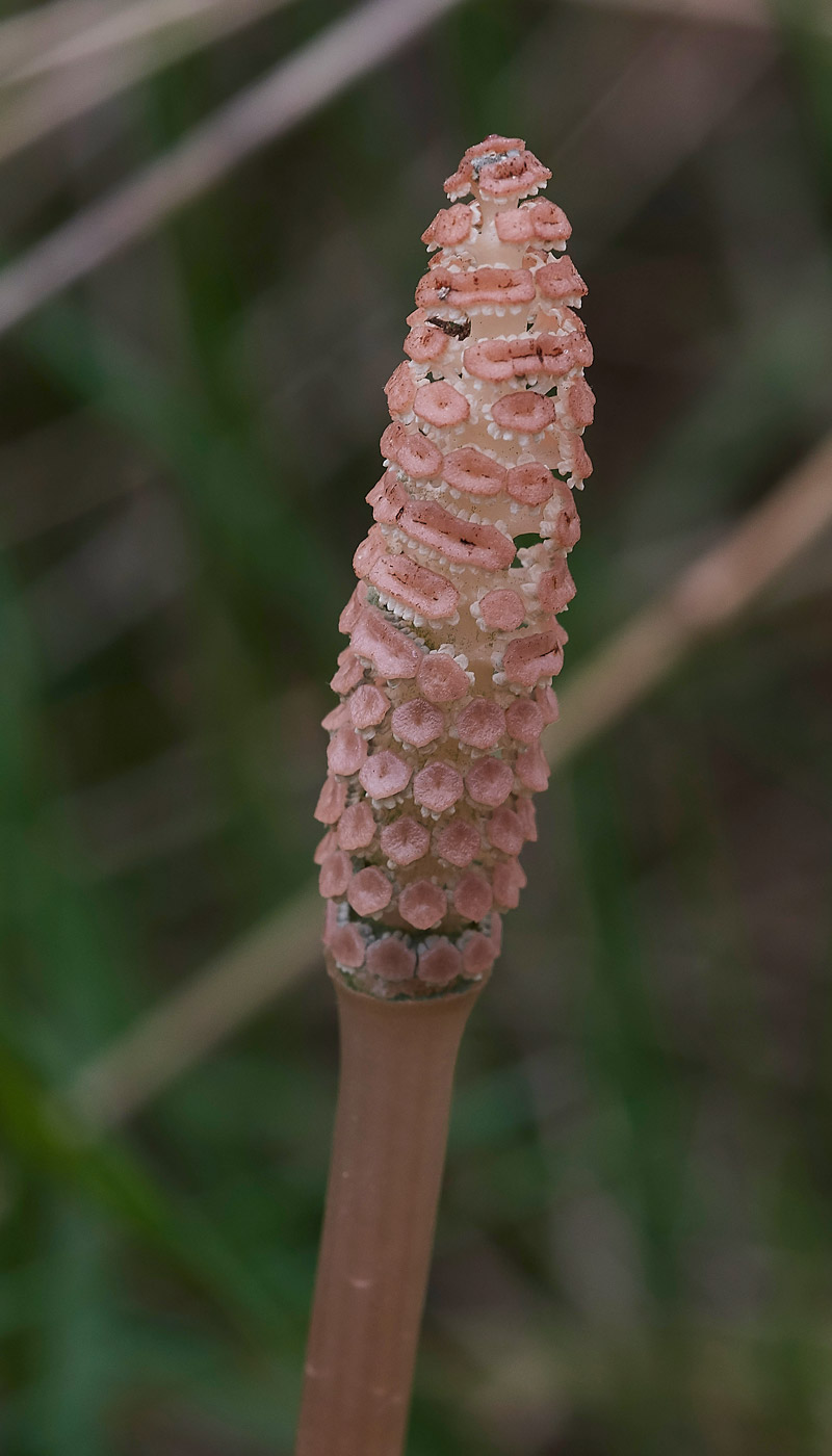 Mare&#39;sTail0504171