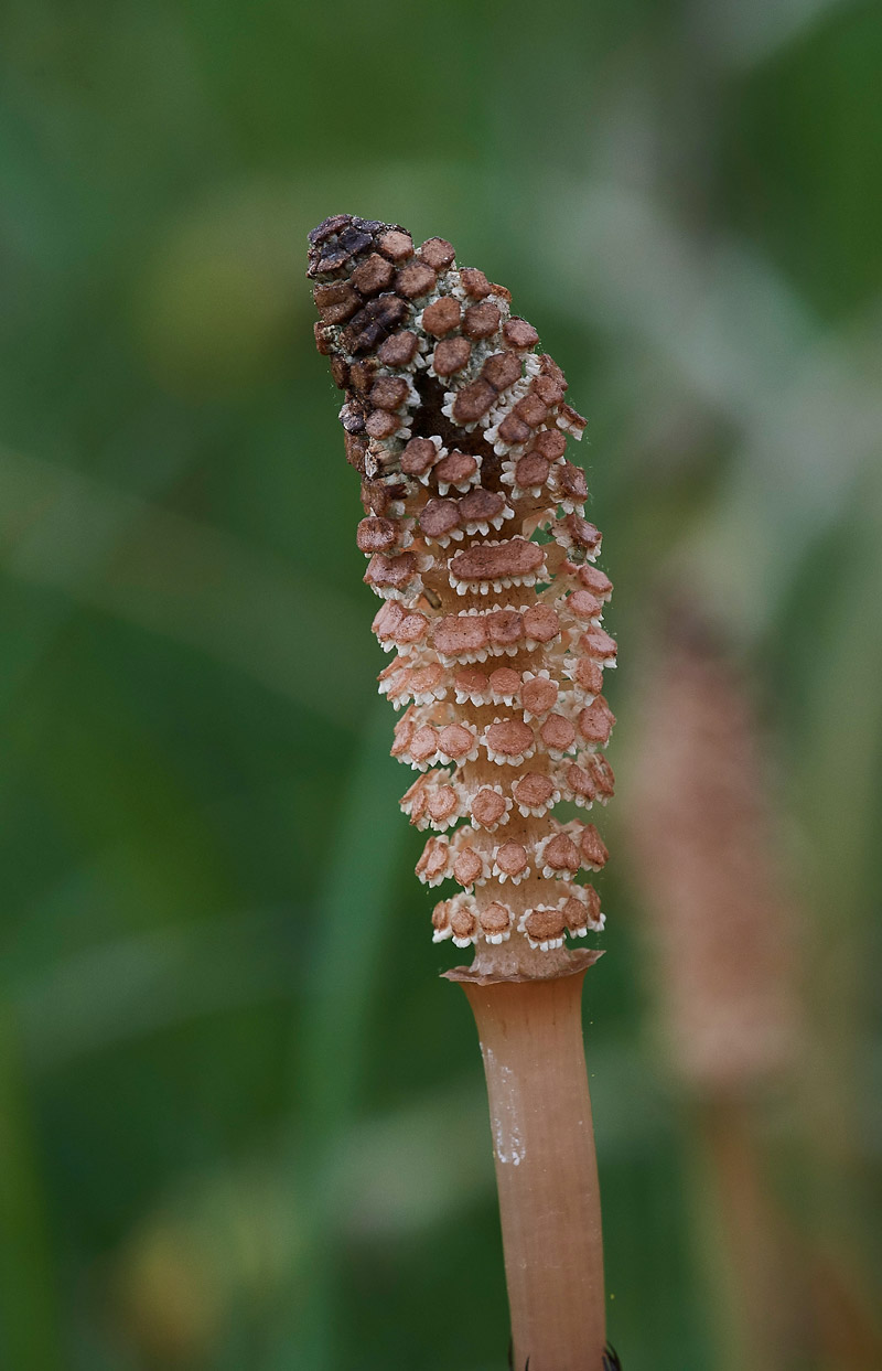 Mare&#39;sTail0504172