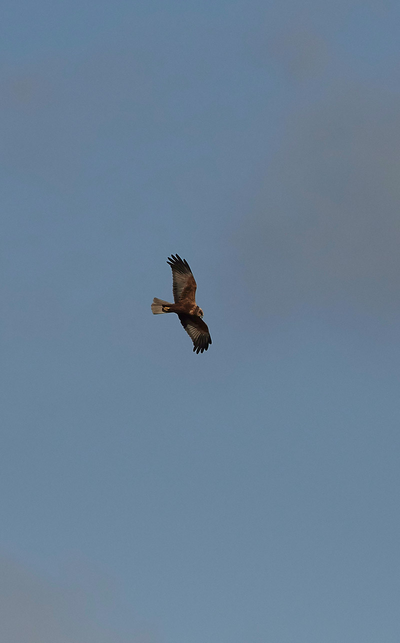 MarshHarrier0302171