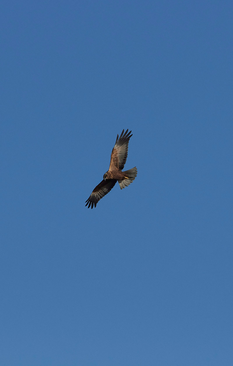 MarshHarrier0302172