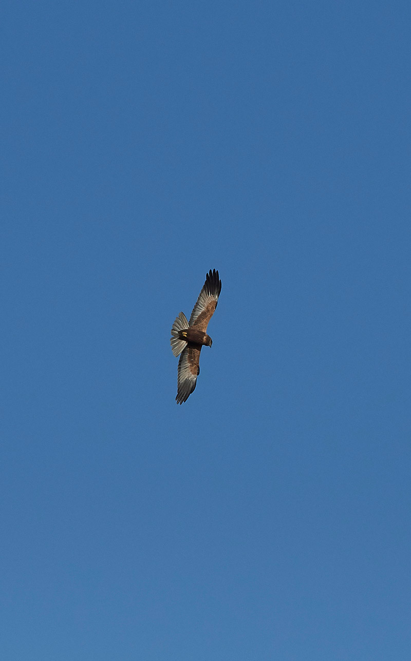 MarshHarrier0302173