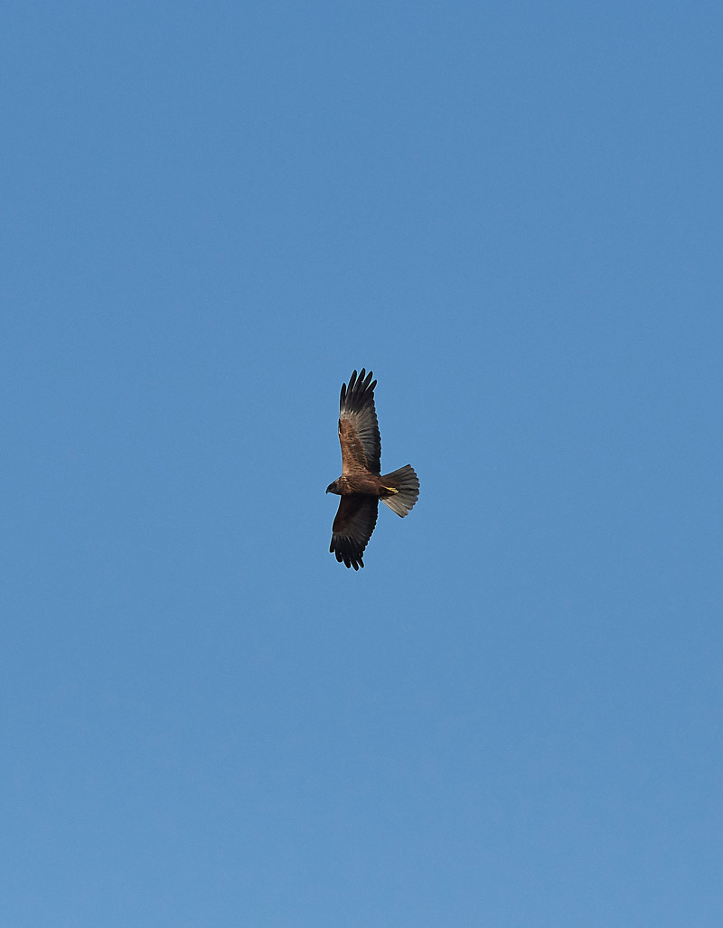 MarshHarrier0302174