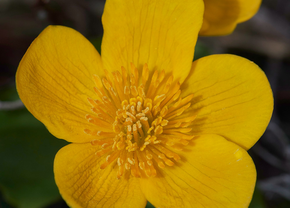 MarshMarigold1404175