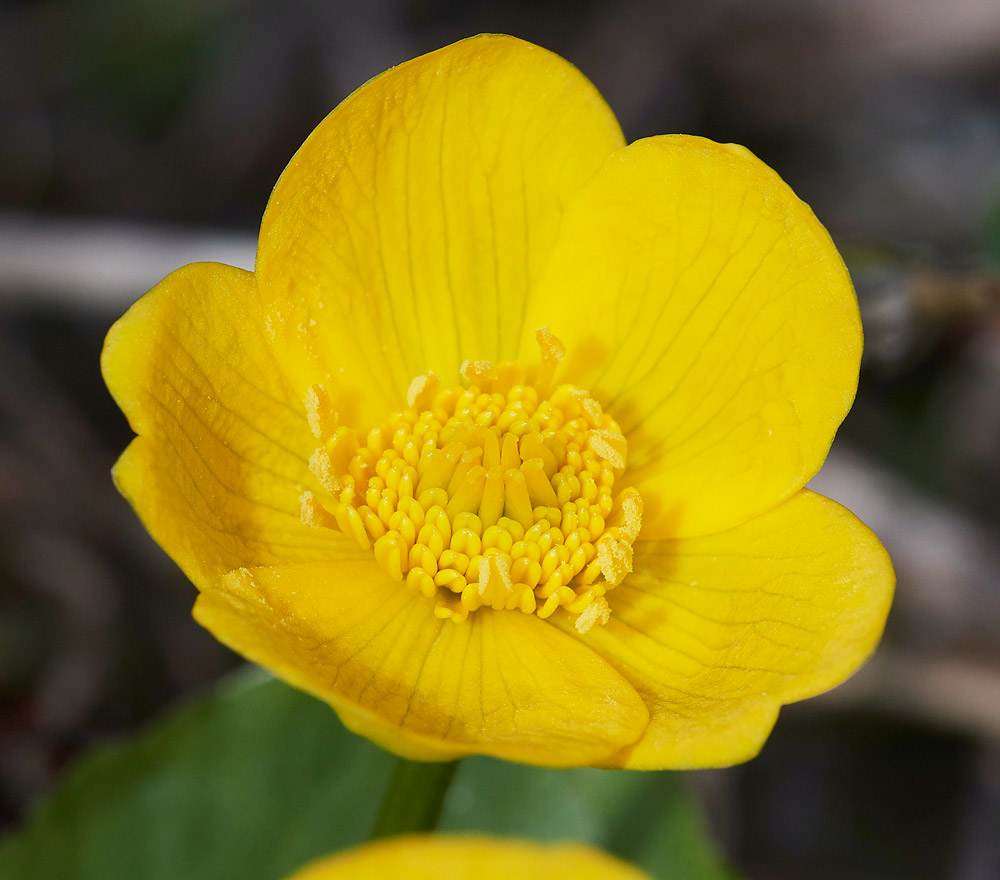 MarshMarigold1404176