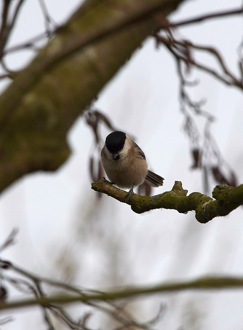 MarshTit2802171