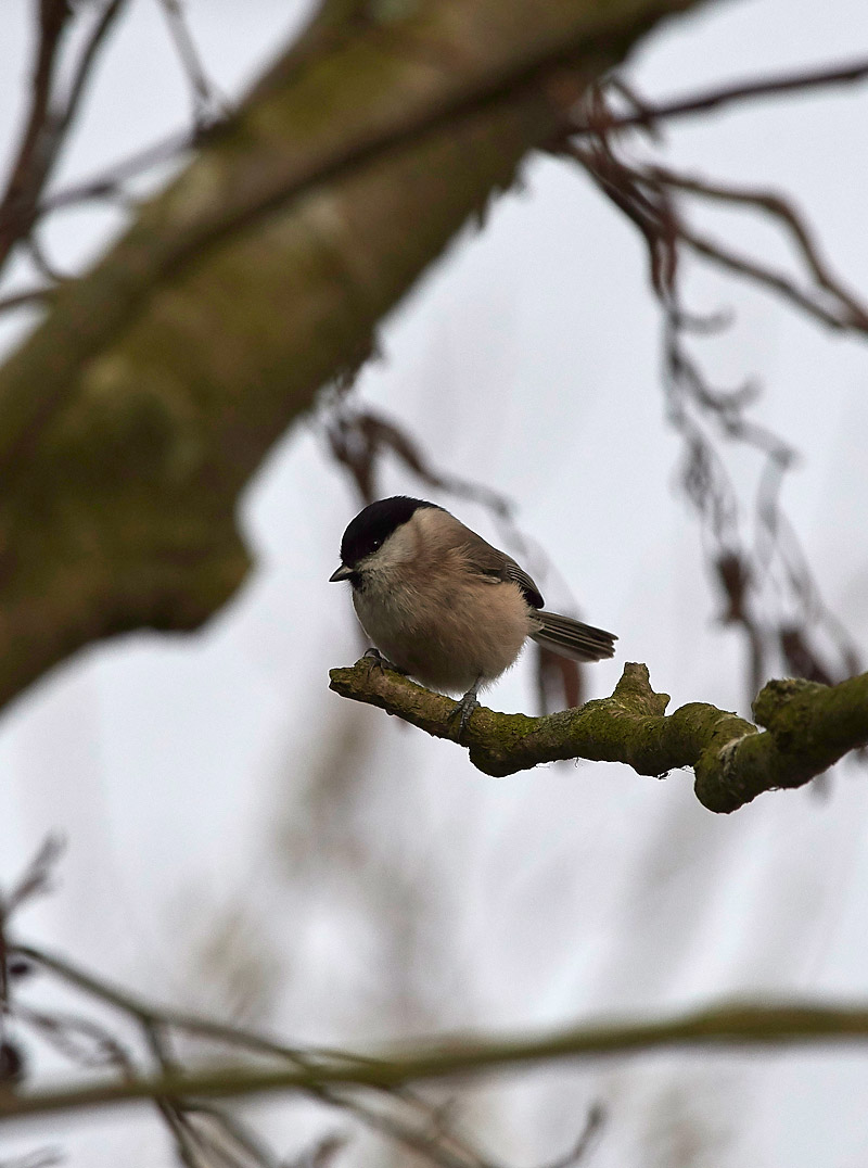 MarshTit2802172