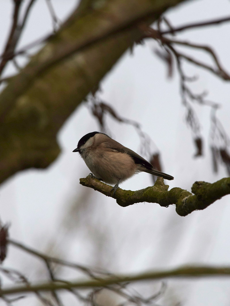 MarshTit2802173