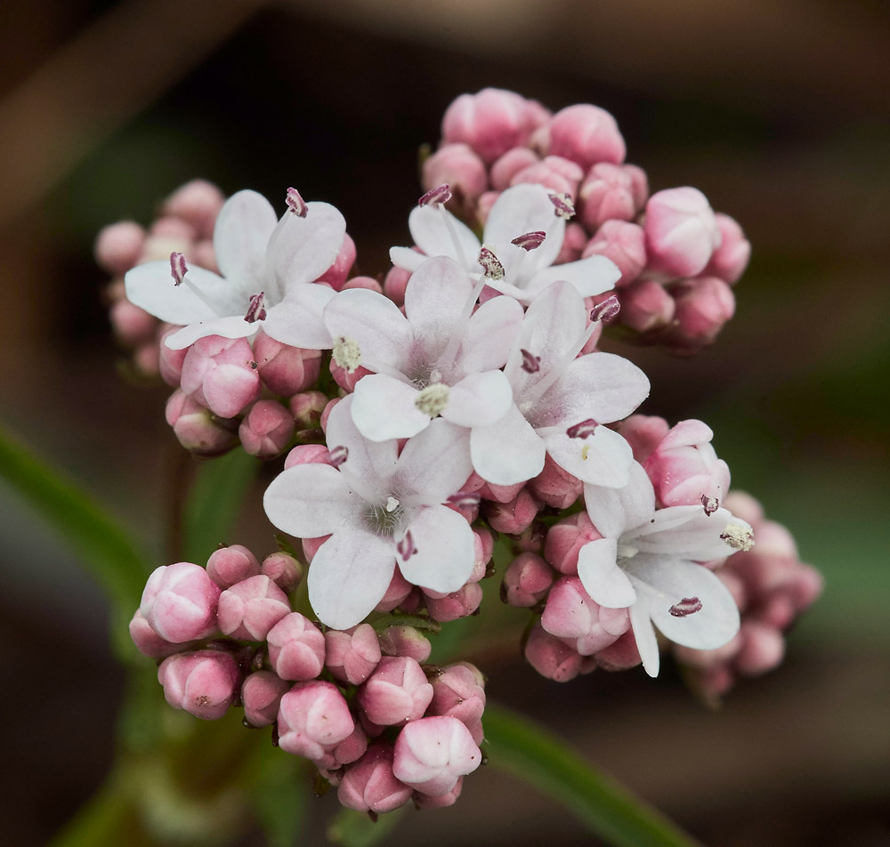 MarshValerian1404171