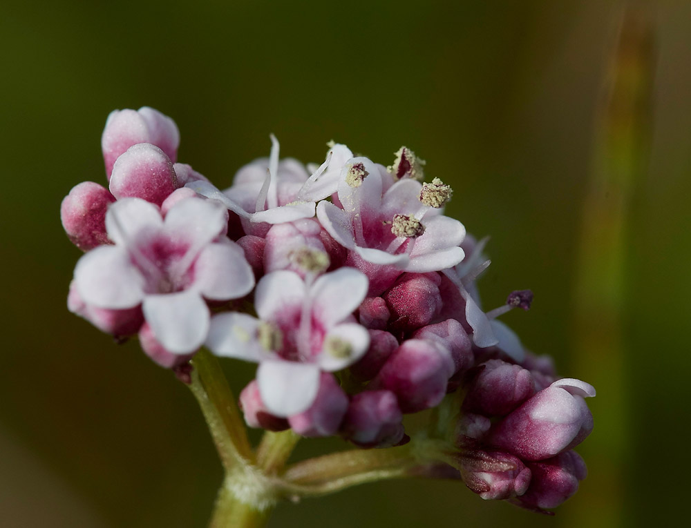 MarshValerian1904171