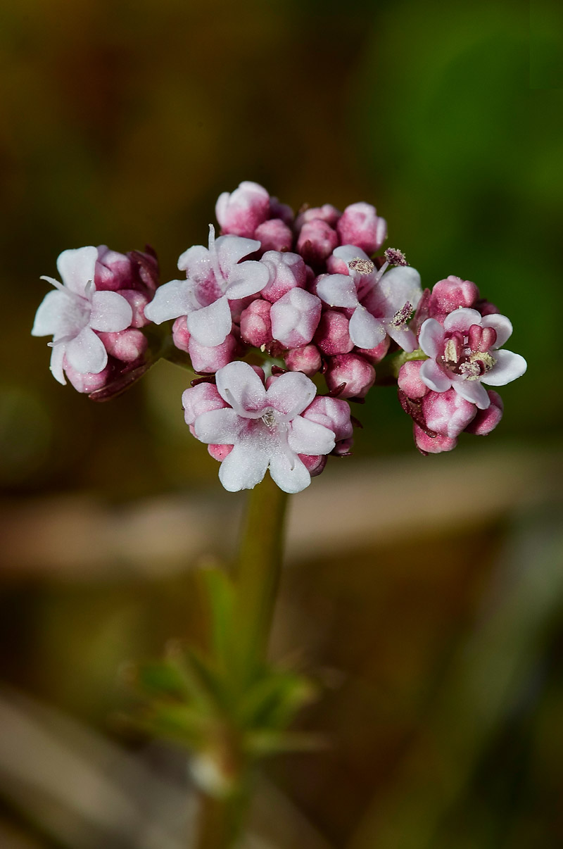 MarshValerian1904172