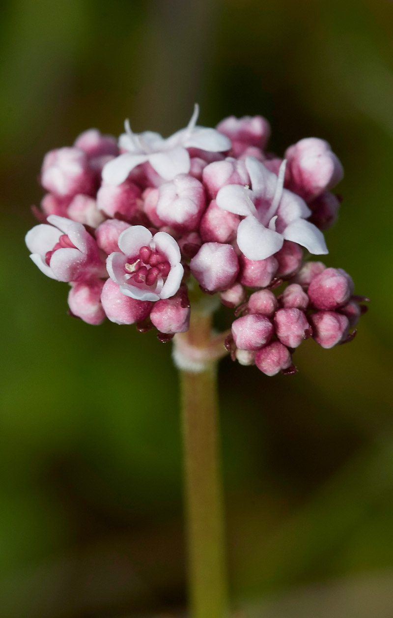 MarshValerian1904173