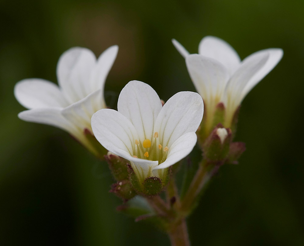 MeadowSaxifrage2004171