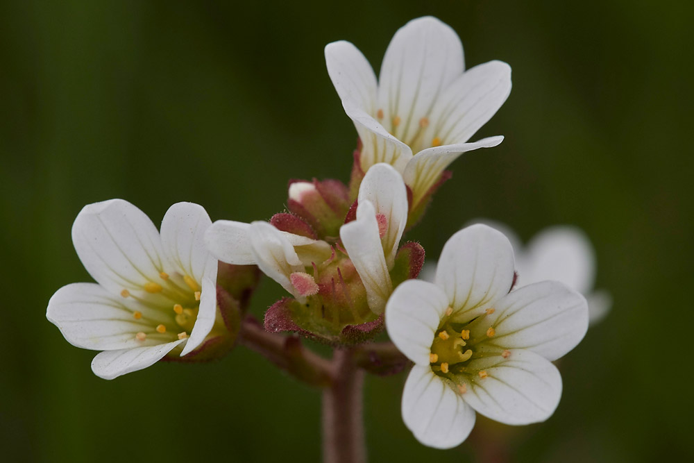 MeadowSaxifrage2004172