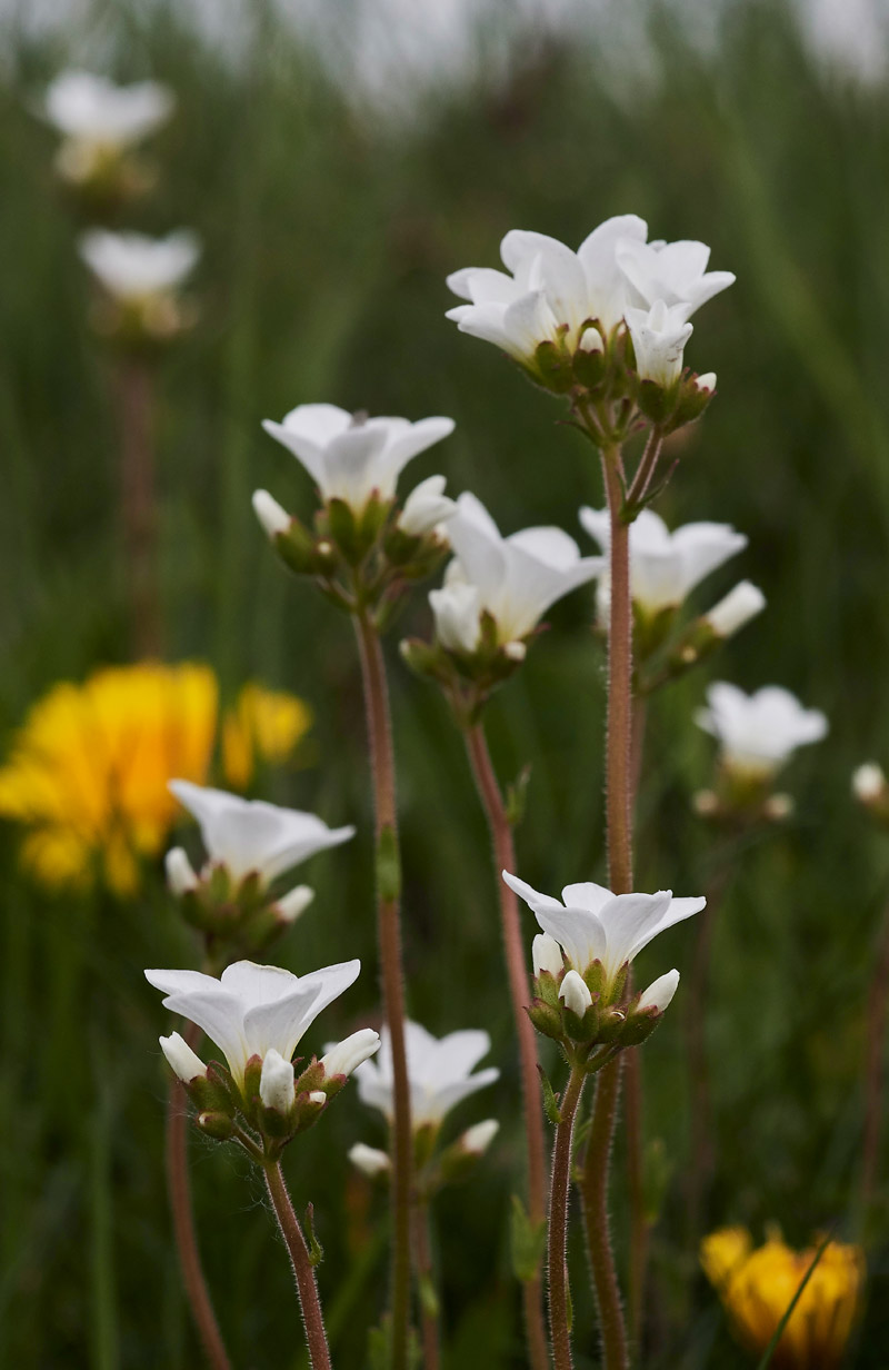 MeadowSaxifrage2004174