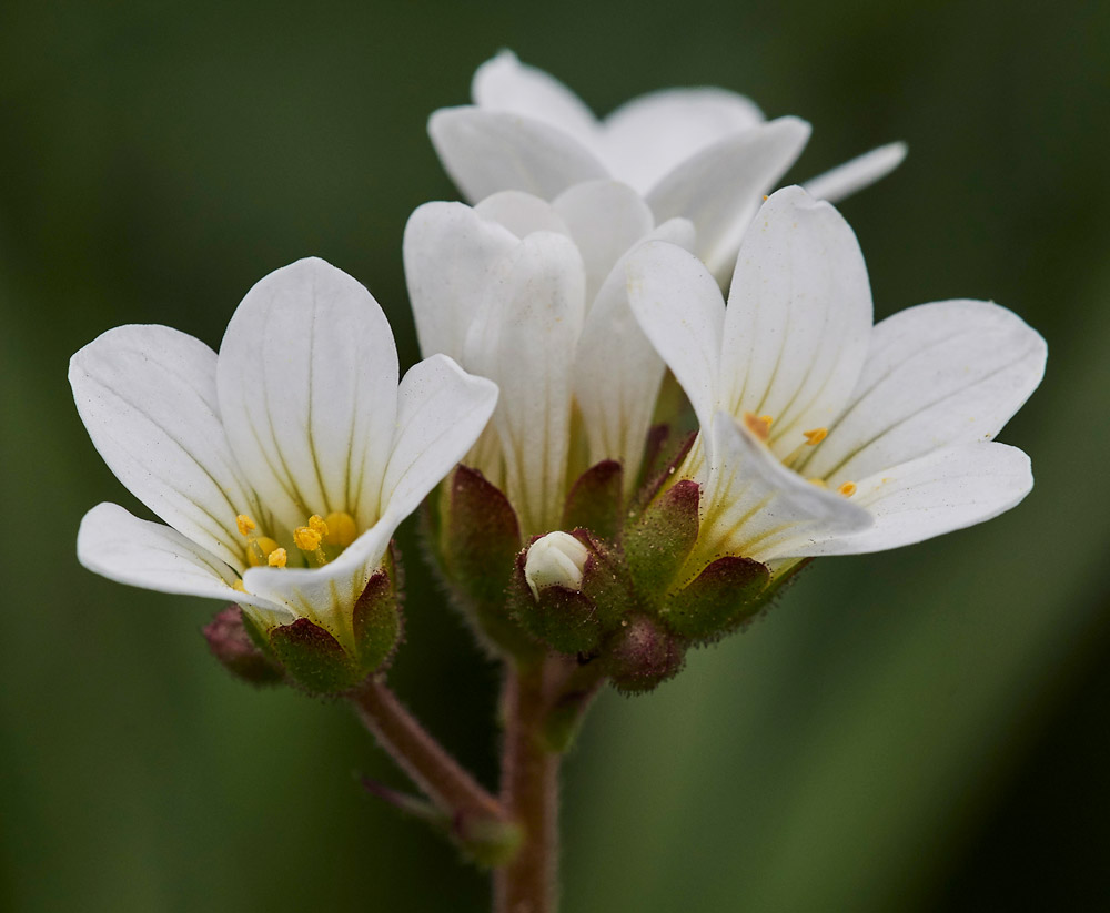 MeadowSaxifrage2004175