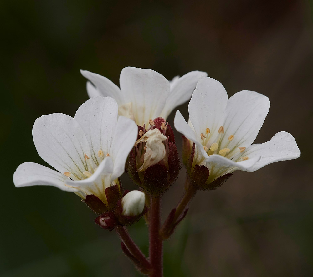 MeadowSaxifrage2004176