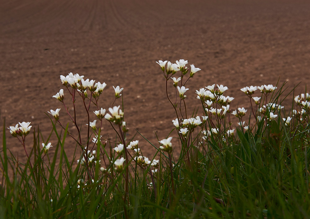 MeadowSaxifrage2004178