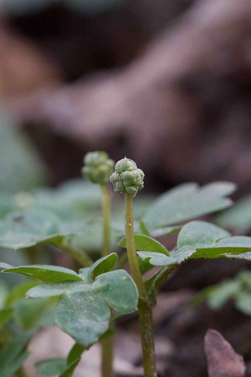 Moschatel1403171