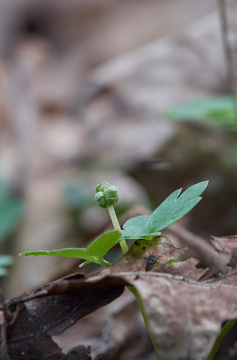 Moschatel1403172