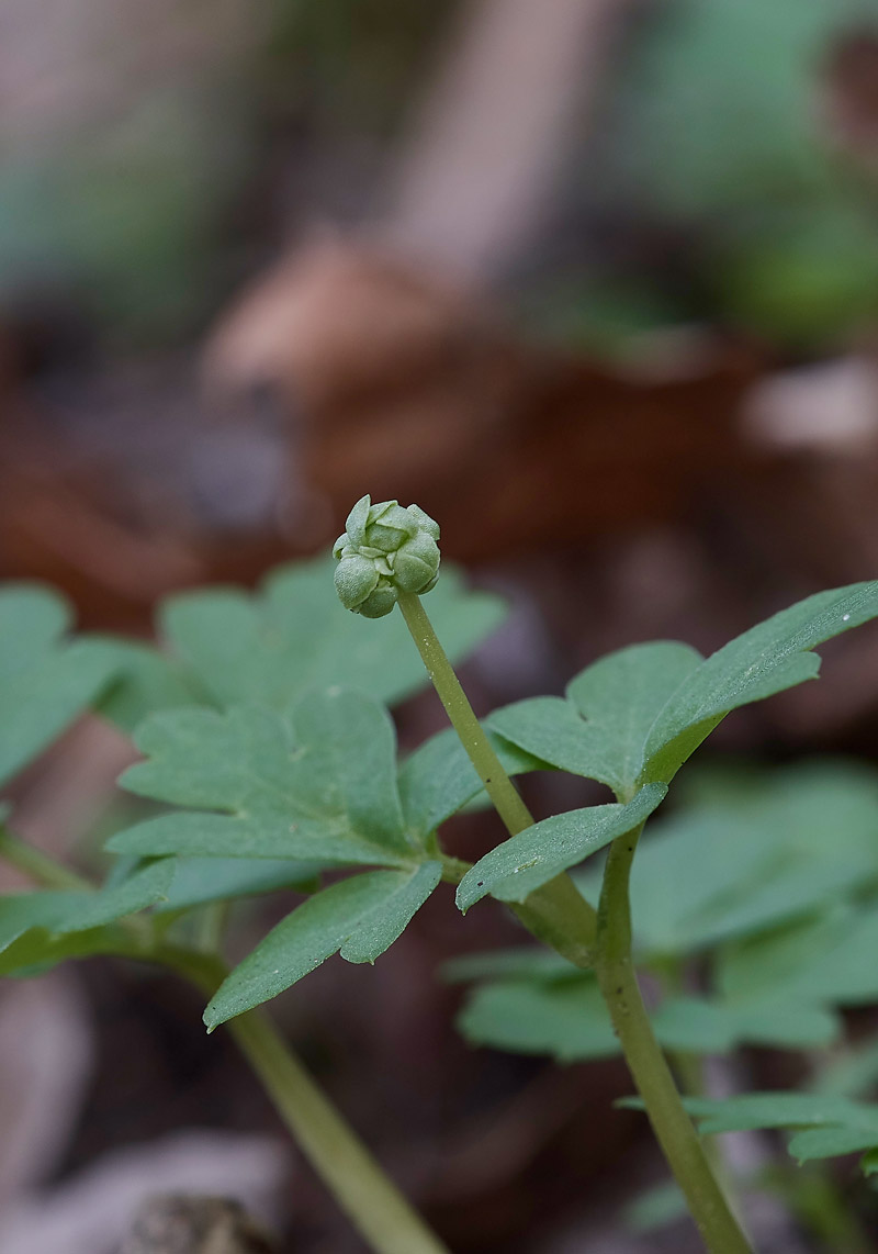 Moschatel1403173