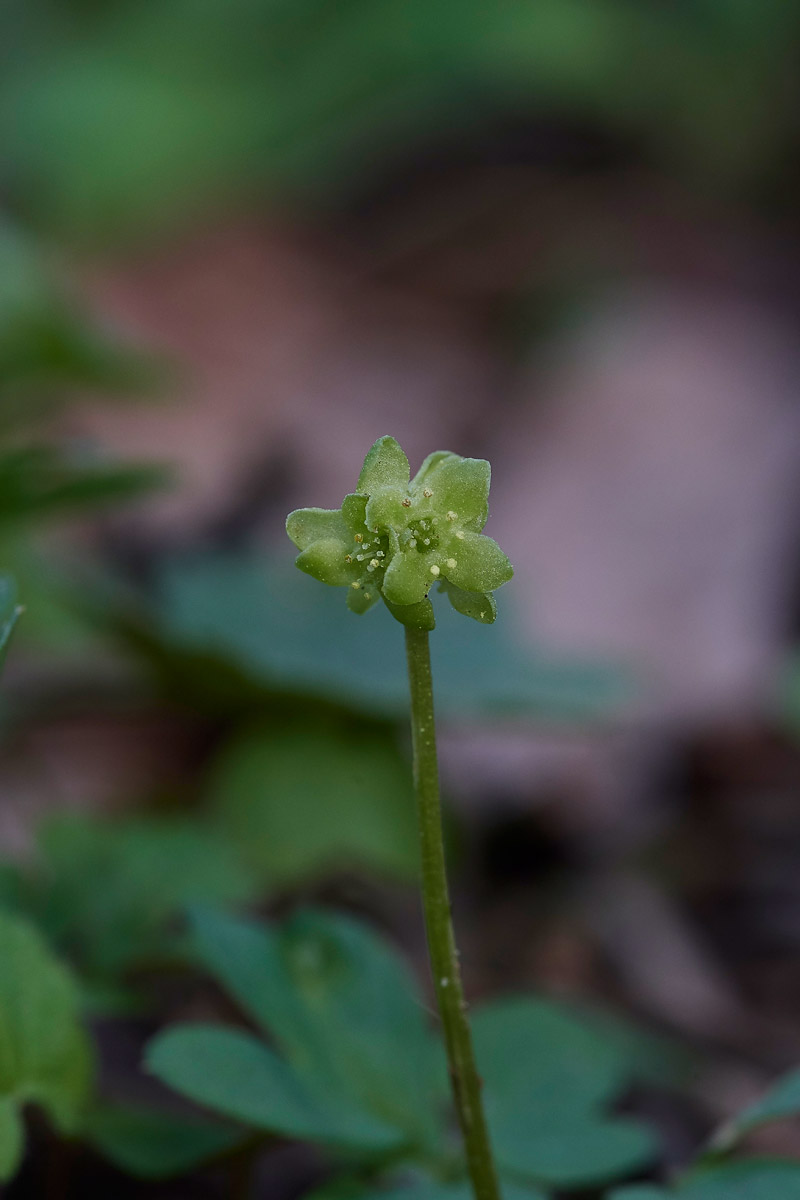 Moschatel3003171