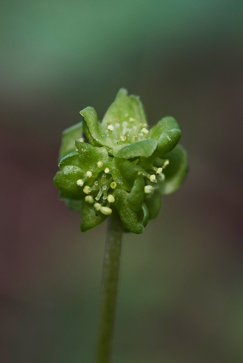 Moschatel3003173