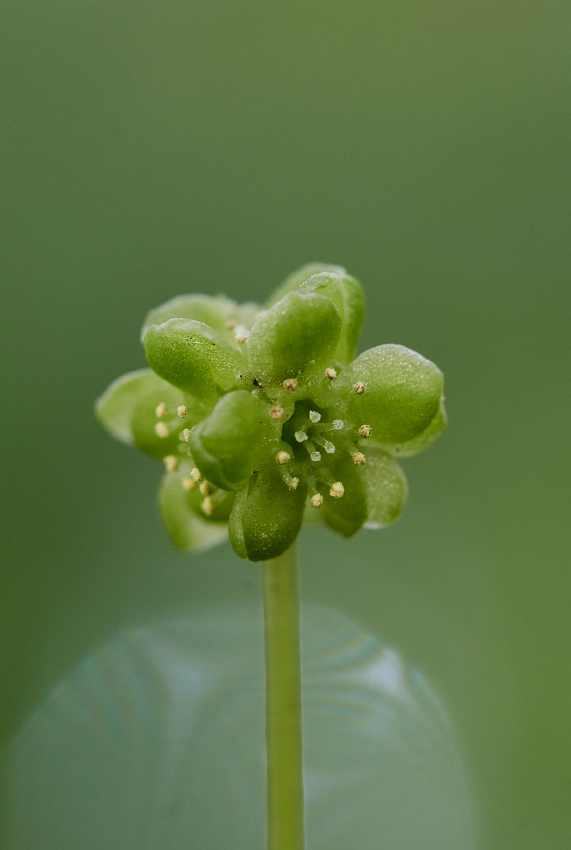 Moschatel3003174