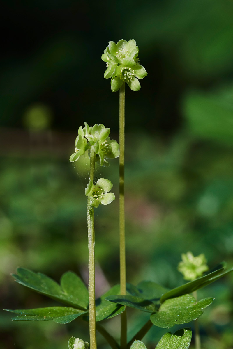 Moschatel3003176