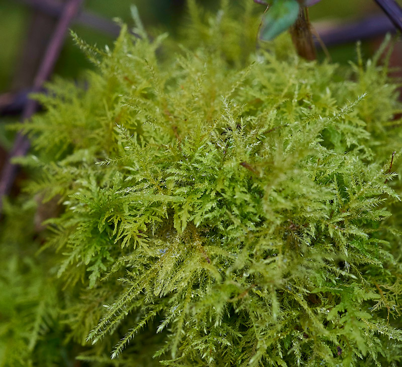 Moss2402172