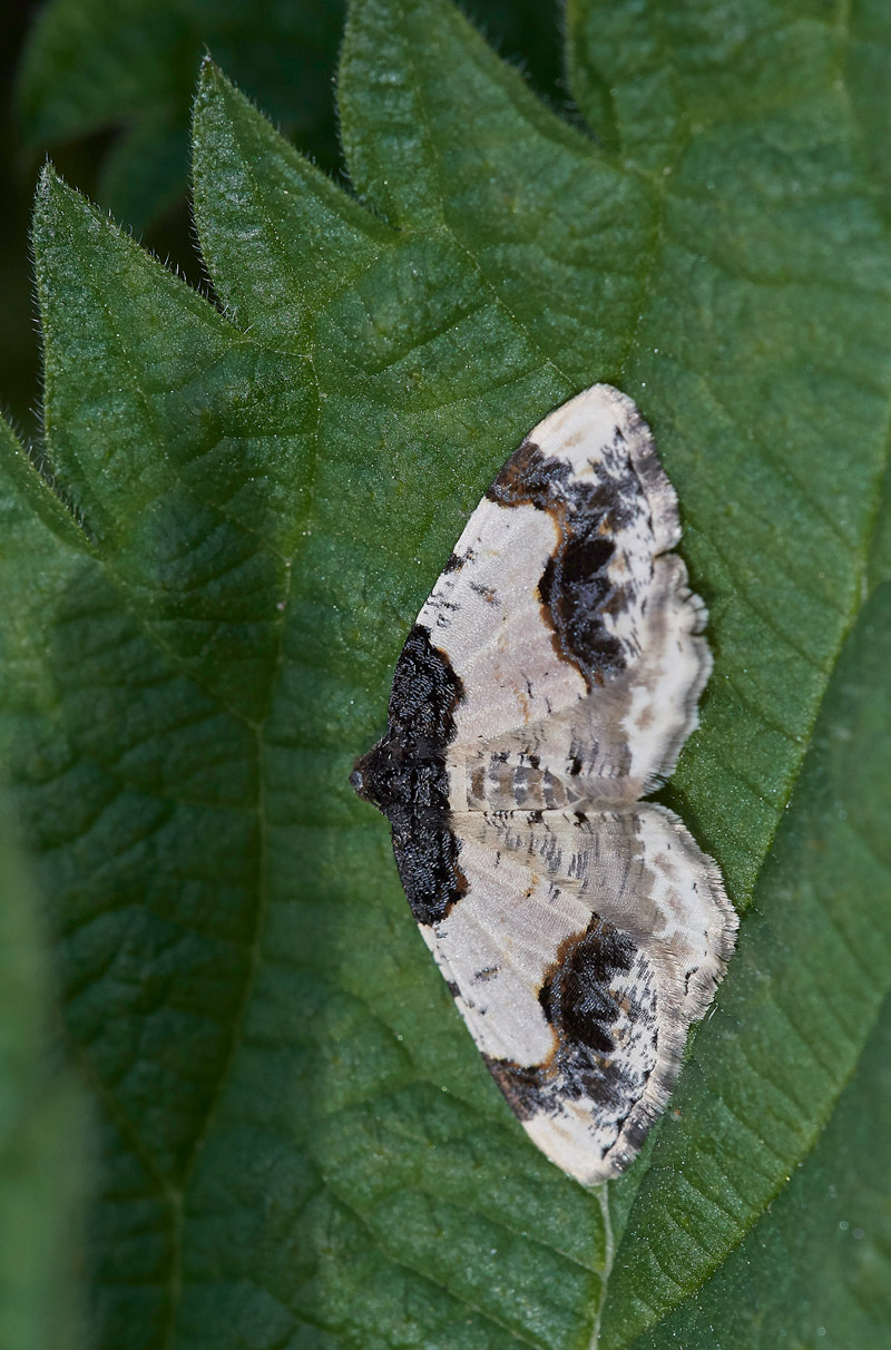 Moth0504172