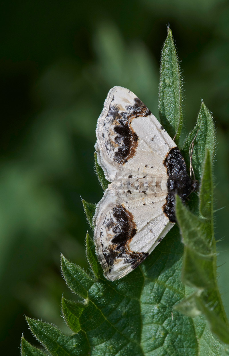 Moth0504175