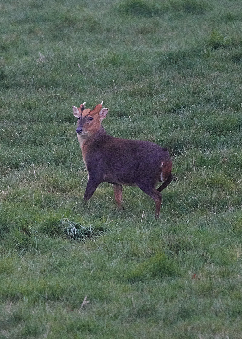 Muntjac2501171