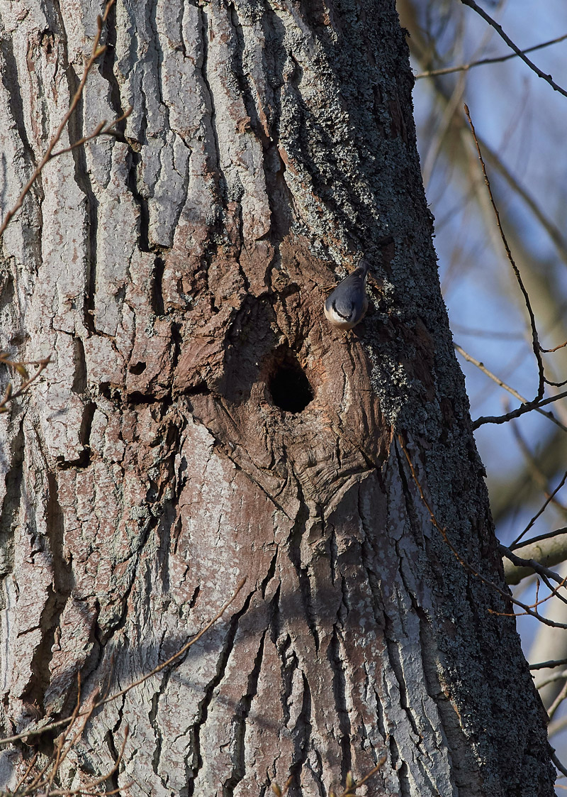 Nuthatch2403171