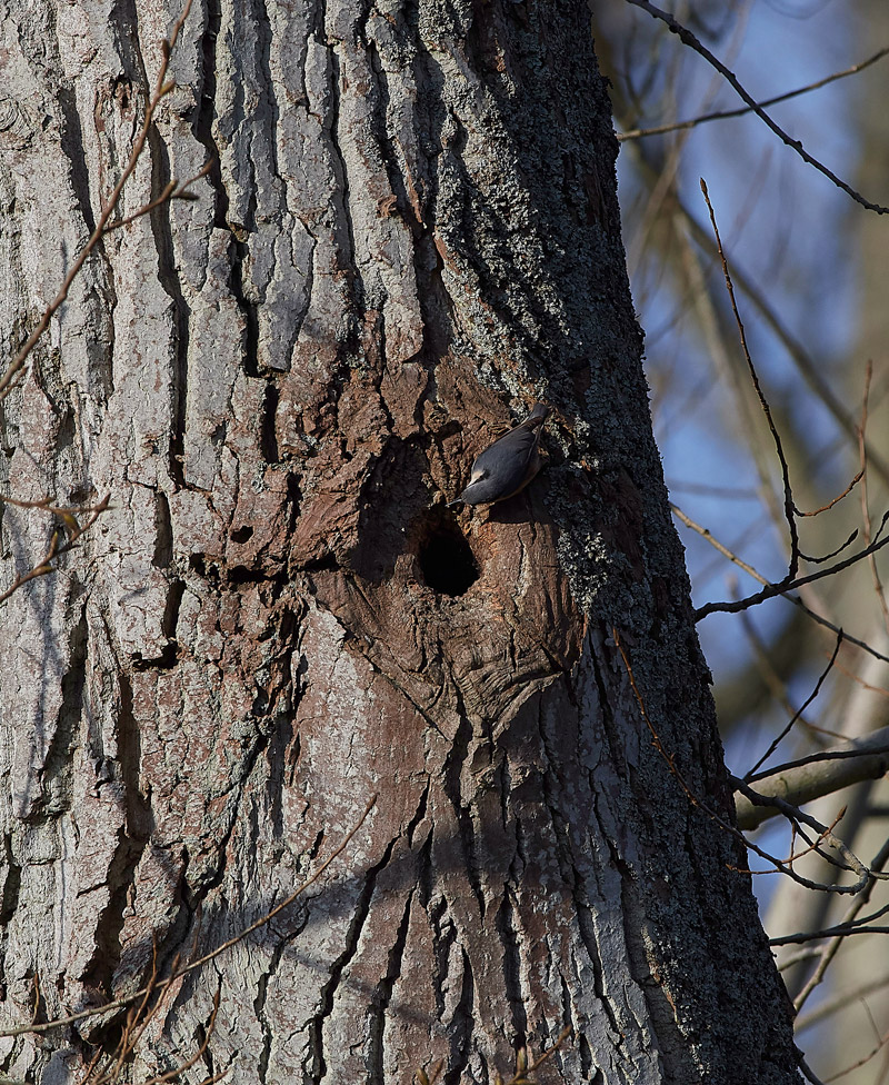 Nuthatch2403172