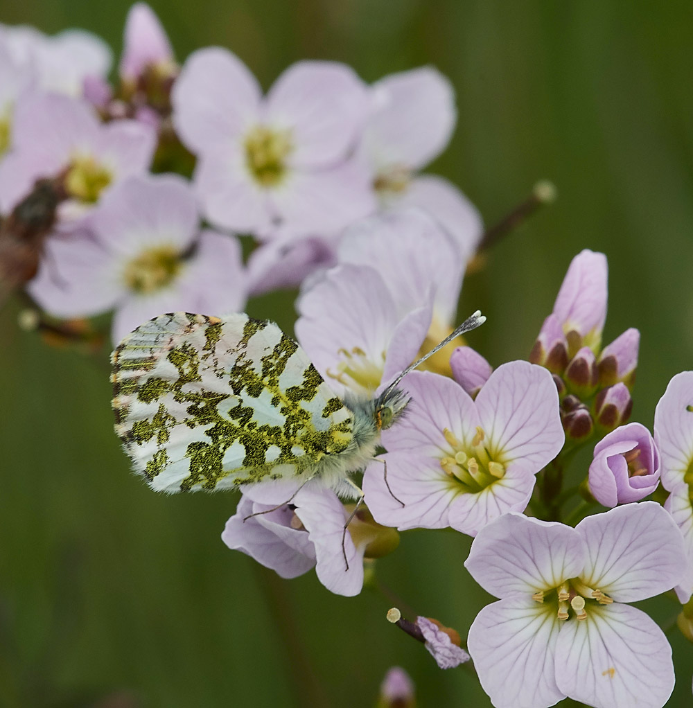 OrangeTip1704171