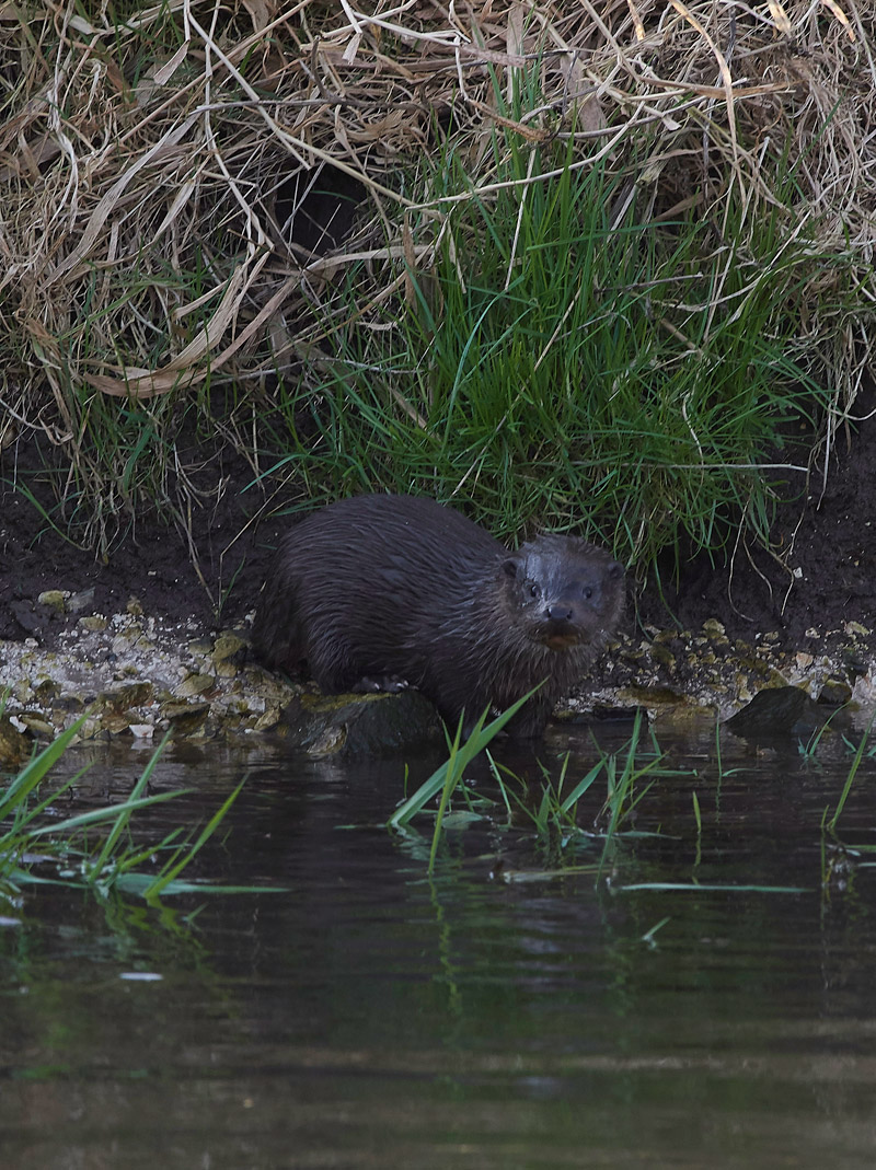 Otter2403171