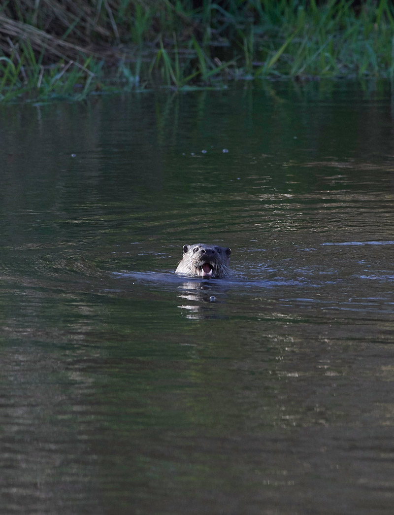 Otter2403173