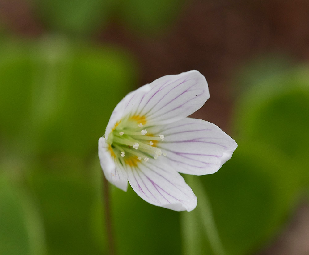 Oxalis0704171