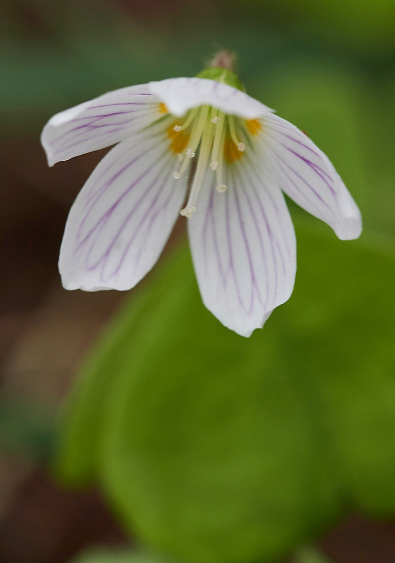 Oxalis0704172